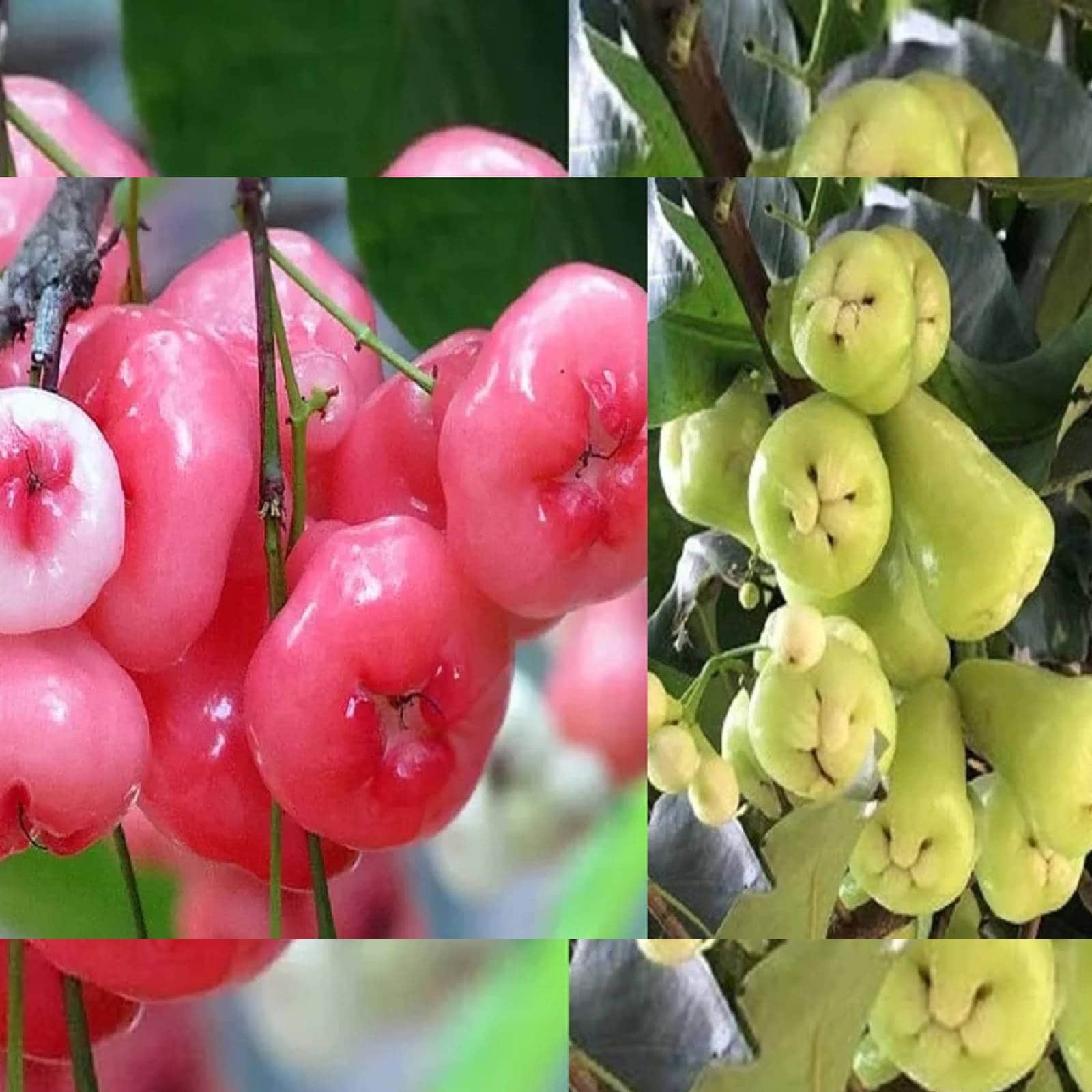 সবুজ জামরুল