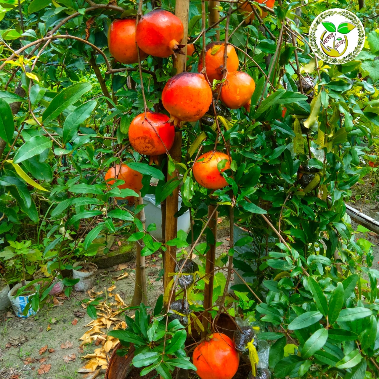 পাকিস্থানি আনার