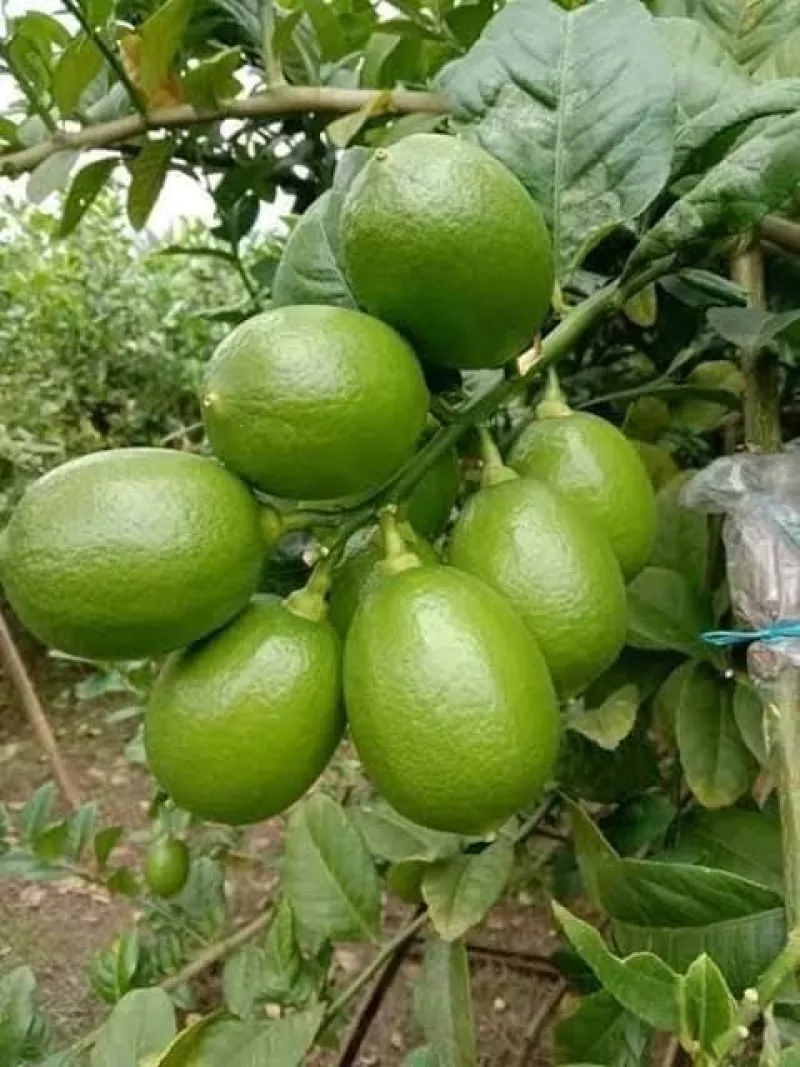 ভেরিগেট লেবু