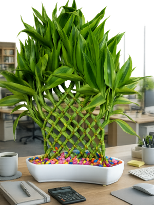 24stick benny design With colour stone in premium  ceramic pot