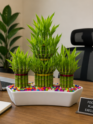 75 Stick 3 Design in One ceramic pot