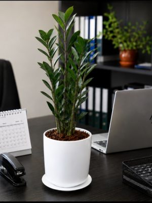 Premium ZZ Plant in Ceramic Pot & Tray
